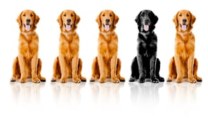 Beautiful dogs sitting down in a row - isolated over a white background