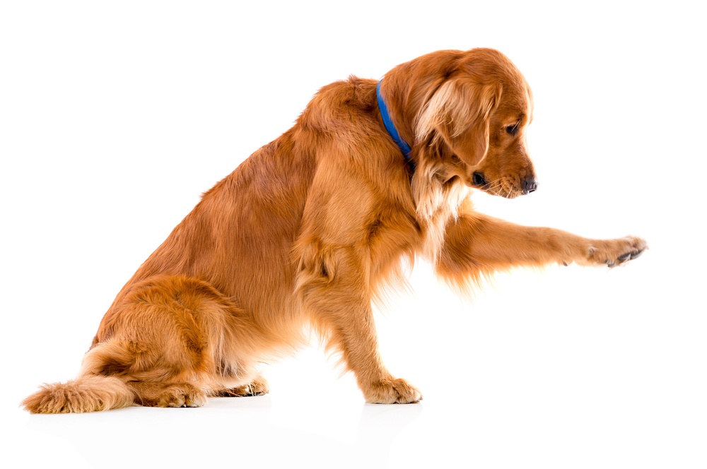 Cute dog giving his paw - isolated over a white background.jpeg